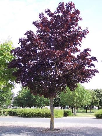 ΣΦΕΝΔΑΜΟΣ ΚΟΚΚΙΝΟΣ (Acer platanoides 'Crimson King')